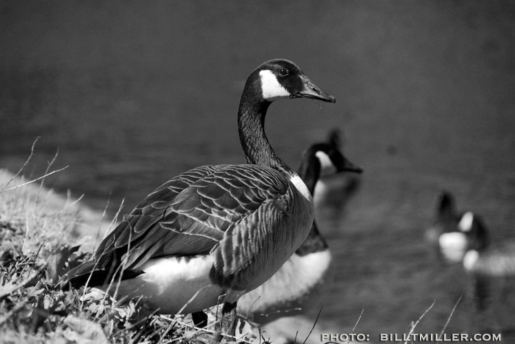 RESERVOIR SPRING GOOSE by Bill T Miller