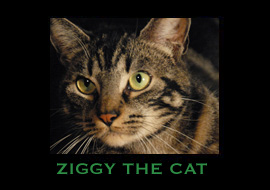 ZIGGY THE CAT